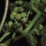 Rough cocklebur (Xanthium strumarium). Photo source: Lewis et al